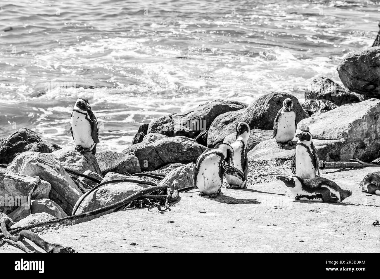 Pingouins africains à la réserve naturelle de Stony point dans la baie de Bettys. Monochrome Banque D'Images