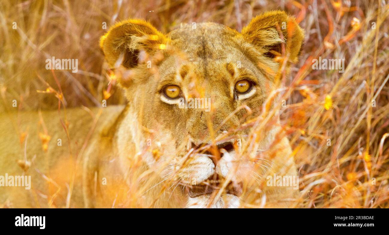 Lion d'Afrique dans une réserve de gibier d'Afrique du Sud Banque D'Images
