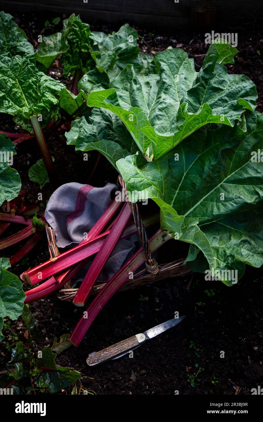 Récolte de rhubarbe en pleine croissance dans le jardin Banque D'Images