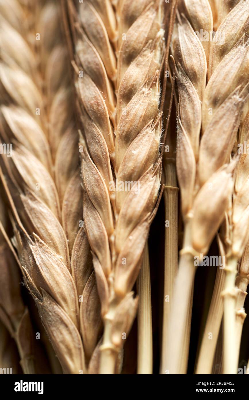 Gros plan sur le blé einkorn (Triticum monococcum) Banque D'Images