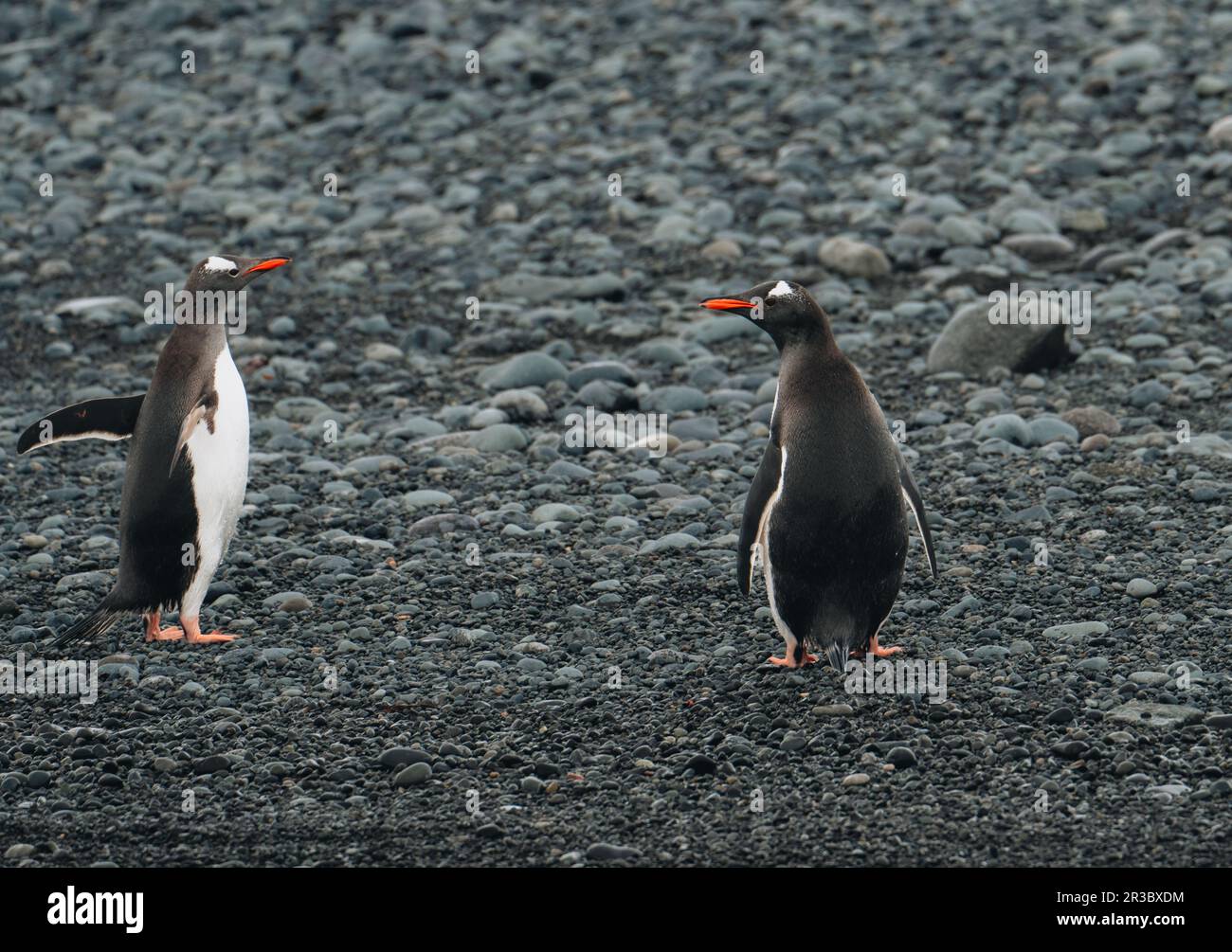 Manchot de Gentoo marchant sur la plage en Antarctique. Plage de Bertha. Îles Falkland. Banque D'Images