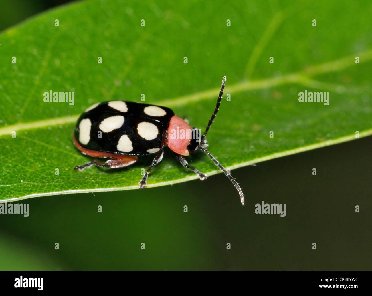 Le coléoptère des puces à huit points (Omophoita cyanipennis) rampant sur une feuille de chêne à Houston, au Texas. Espèces d'insectes trouvées dans les Amériques. Banque D'Images