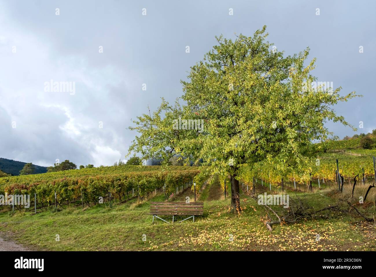 Automne dans les vignobles près de Birkweiler Banque D'Images