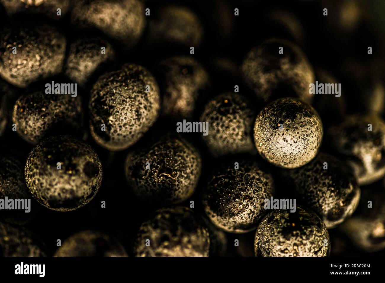 Raisin sain bio gros plan avec des gouttes d'eau Banque D'Images