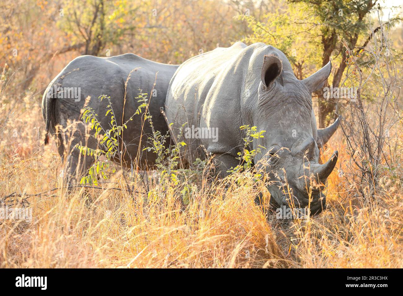 Rhinocéros blanc africain dans une réserve de gibier sud-africain Banque D'Images