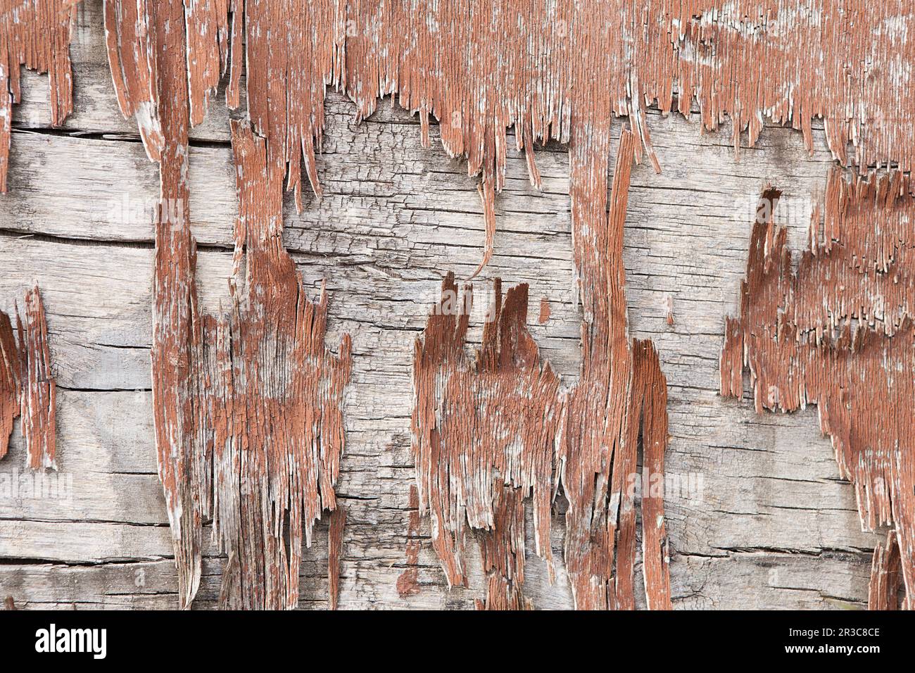 Mur en bois avec peinture écaillée. Peinture écaillage des murs en plâtre. Arrière-plan rustique peint en bois ancien, p Banque D'Images