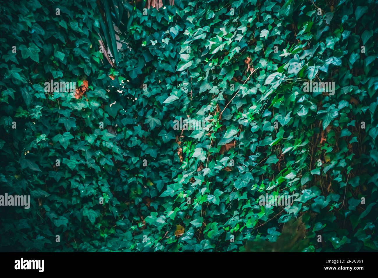 Détails de la conception de l'aménagement paysager de jardinage moderne. Jardin vertical intérieur, mur vert vivant avec plantes vivaces. Fond vert de forêt tropicale Banque D'Images