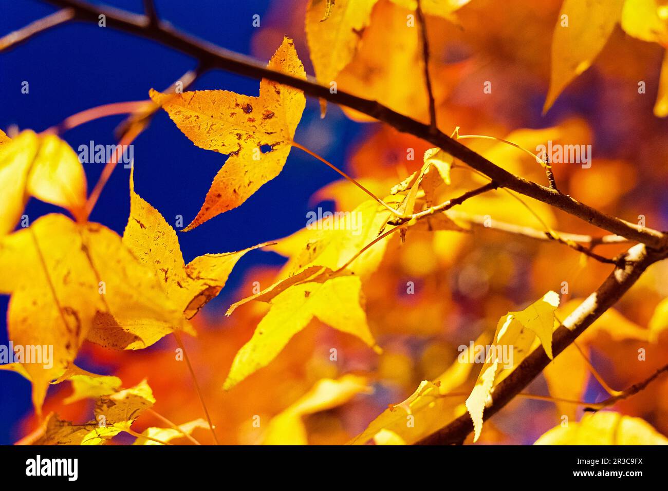 Des feuilles de couleur vive pendant la saison d'automne par temps ensoleillé Banque D'Images