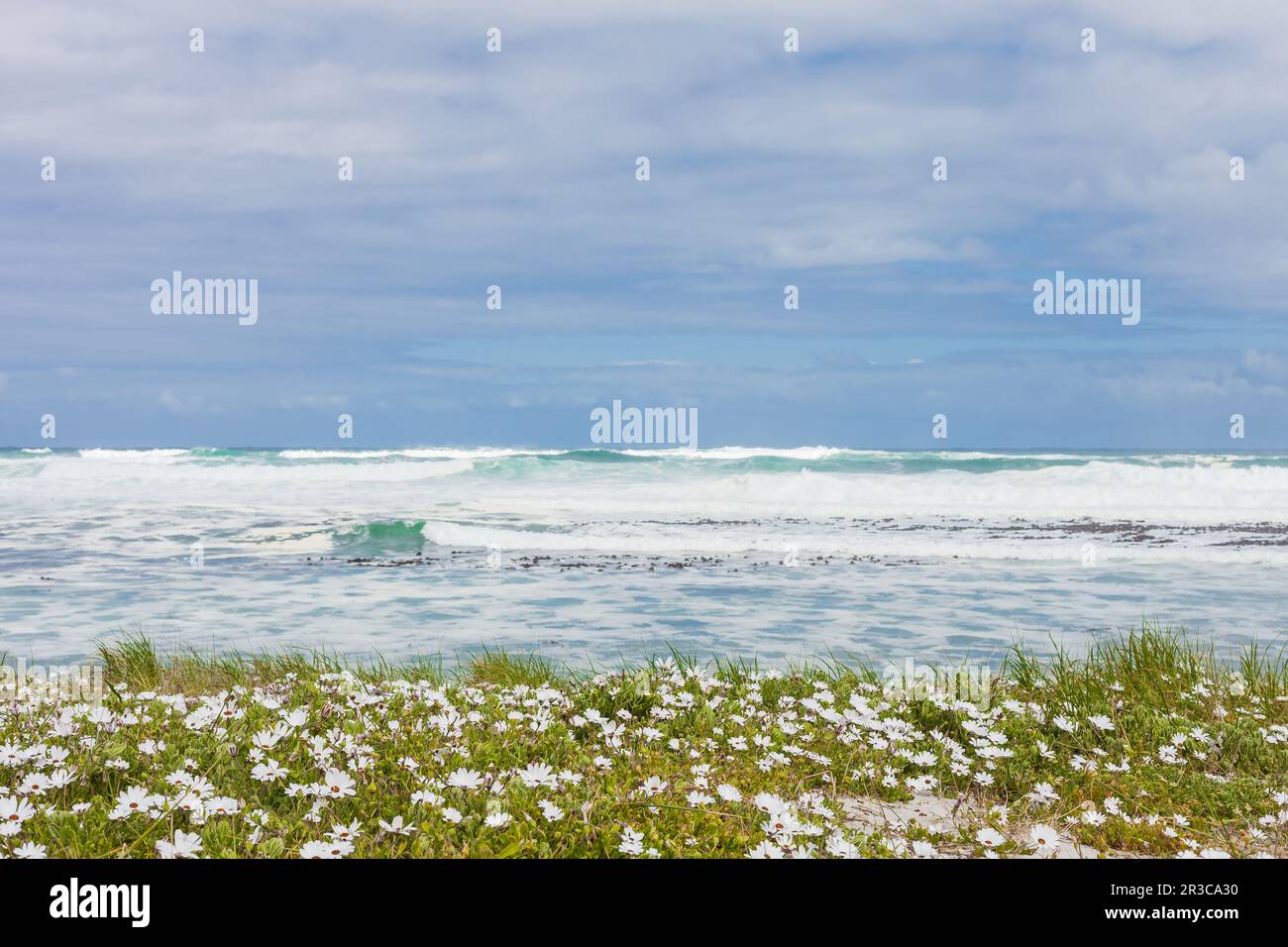 Petites fleurs côtières blanches sur la rive de la mer Atlantique Banque D'Images