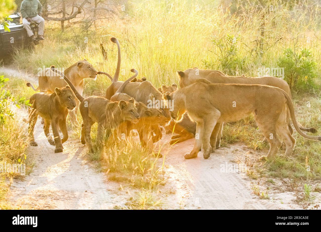 Une fierté de Lions africains se saluer dans une réserve de chasse de la faune d'Afrique du Sud, femme lionne et lionceaux Banque D'Images