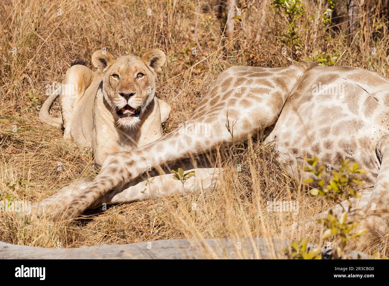 Lion d'Afrique manger une girafe dans une réserve de gibier d'Afrique du Sud Banque D'Images