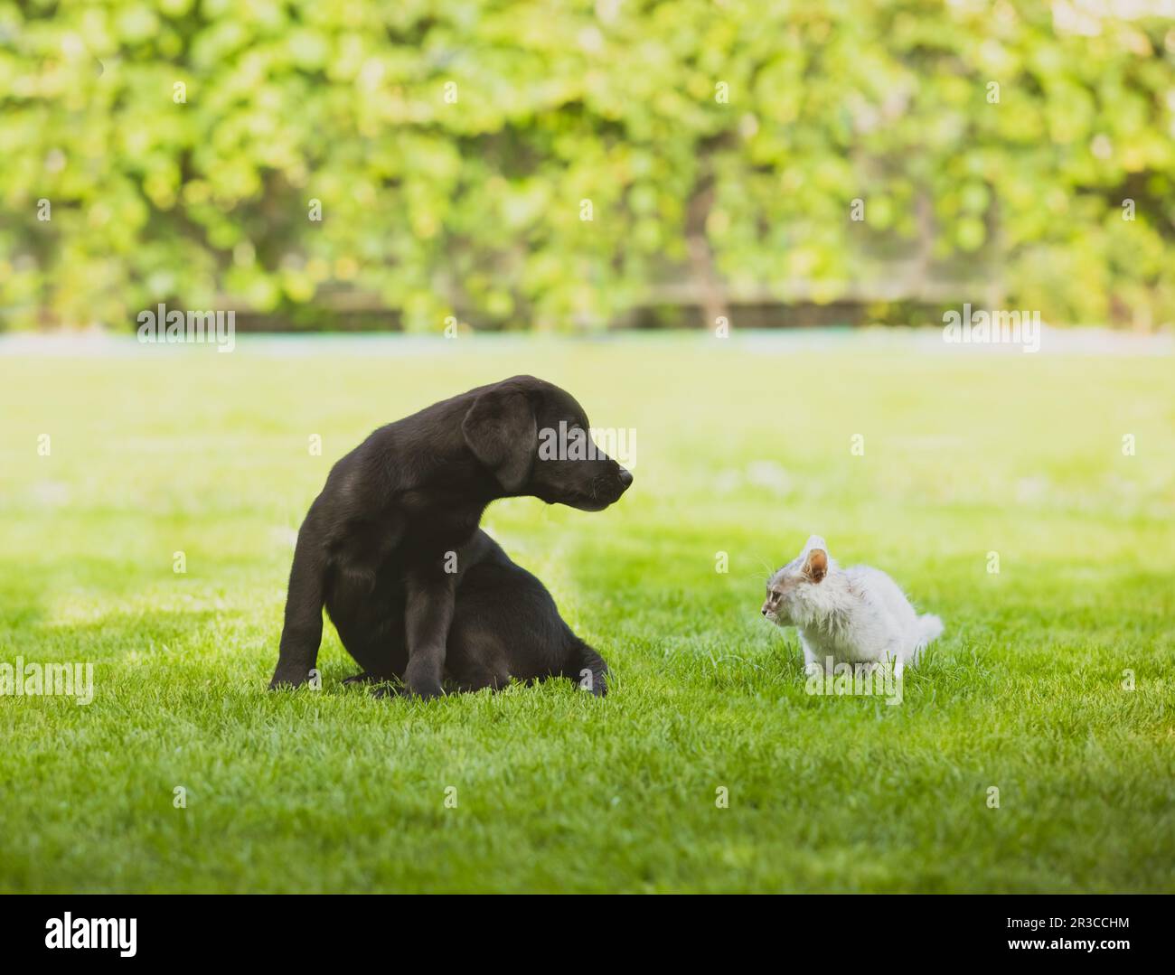 De bonnes relations entre les animaux de compagnie se forment dans la petite enfance Banque D'Images