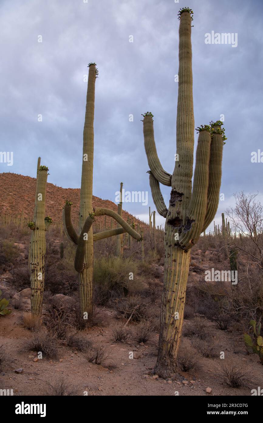 Cactus Saguaro dans le désert de Sonoran Banque D'Images