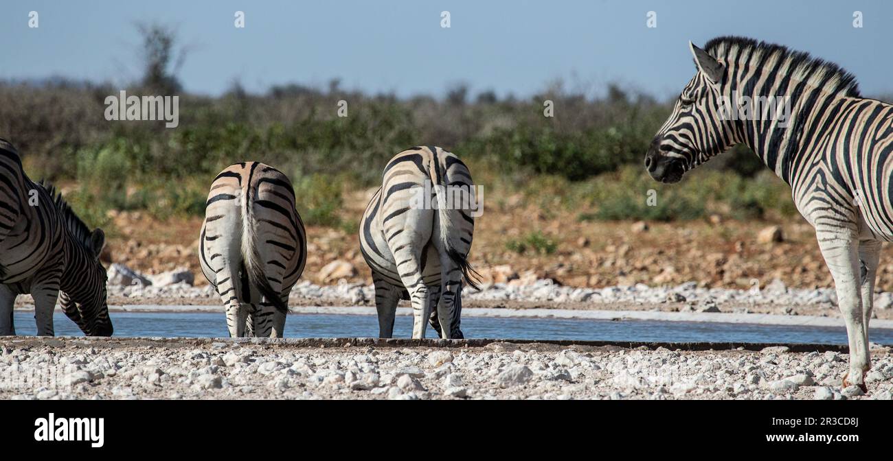 Deux tambours de zèbres de Burchell à l'appareil-photo alors qu'ils se plient pour boire à un trou d'eau, avec un autre zébré regarder. Banque D'Images