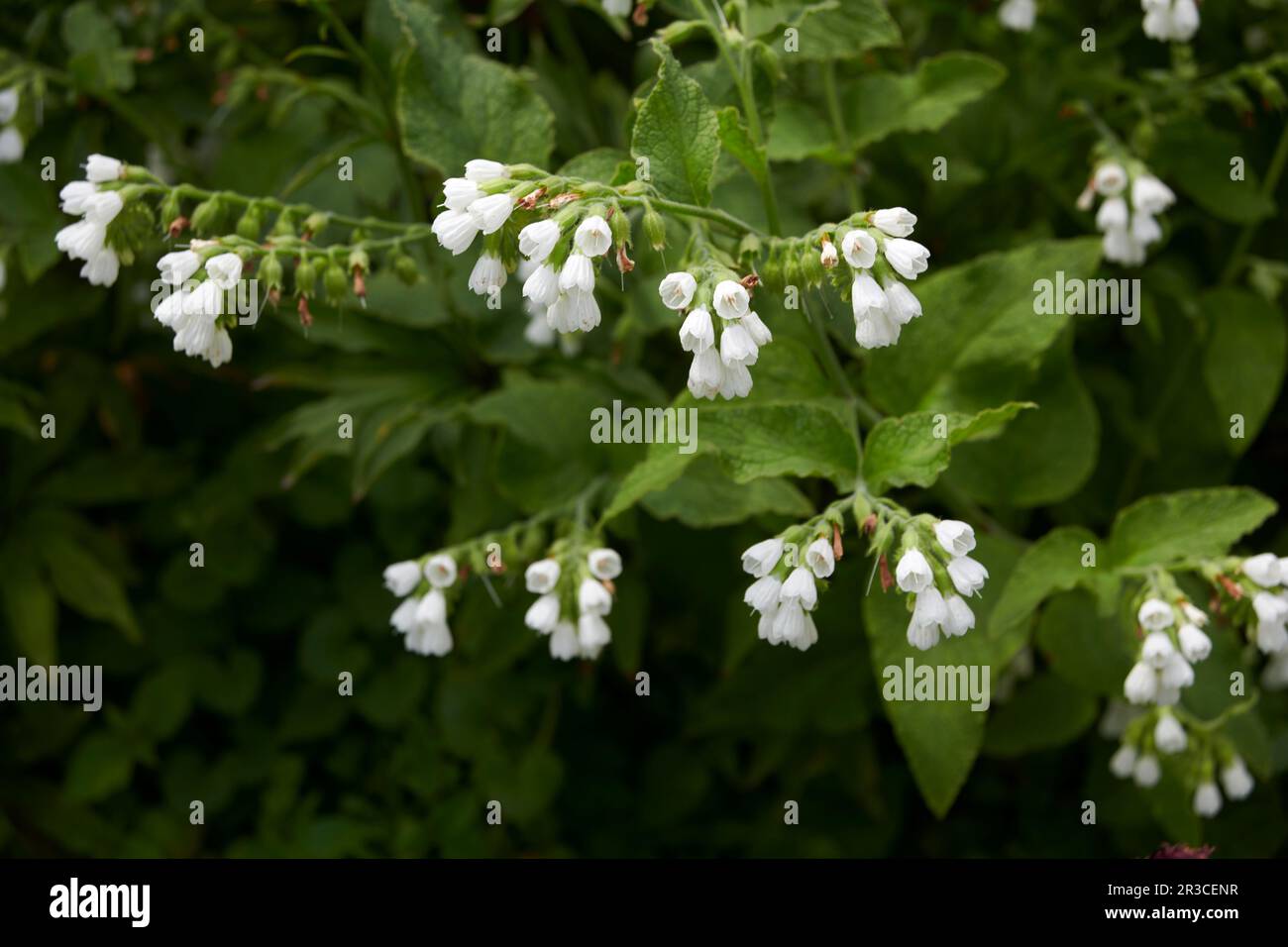 Symphytum officinale Consoude (commune) Banque D'Images