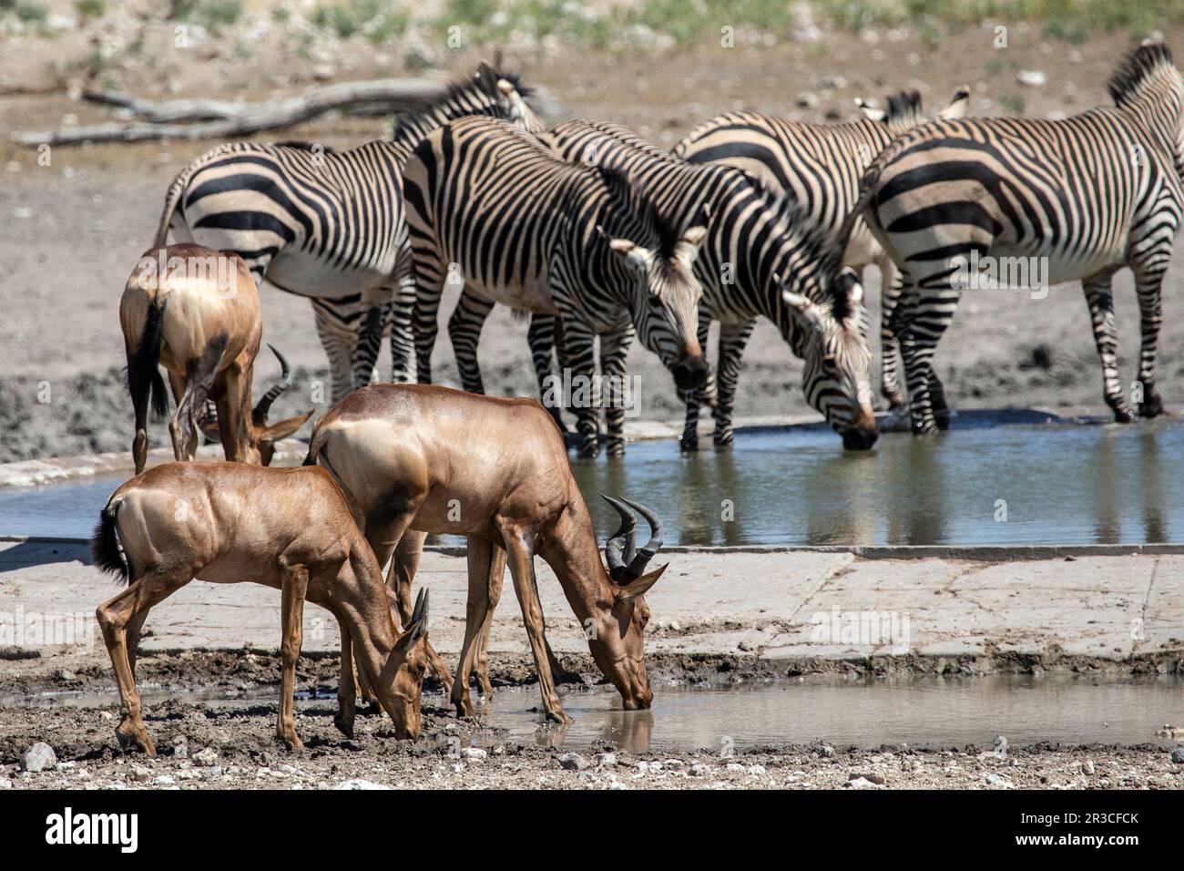 Red ou Cape Hartebeest choisir de boire de la flaque de sel lourde plutôt que le propre, trou d'eau principal, avec une famille de zèbre de montagne derrière eux Banque D'Images