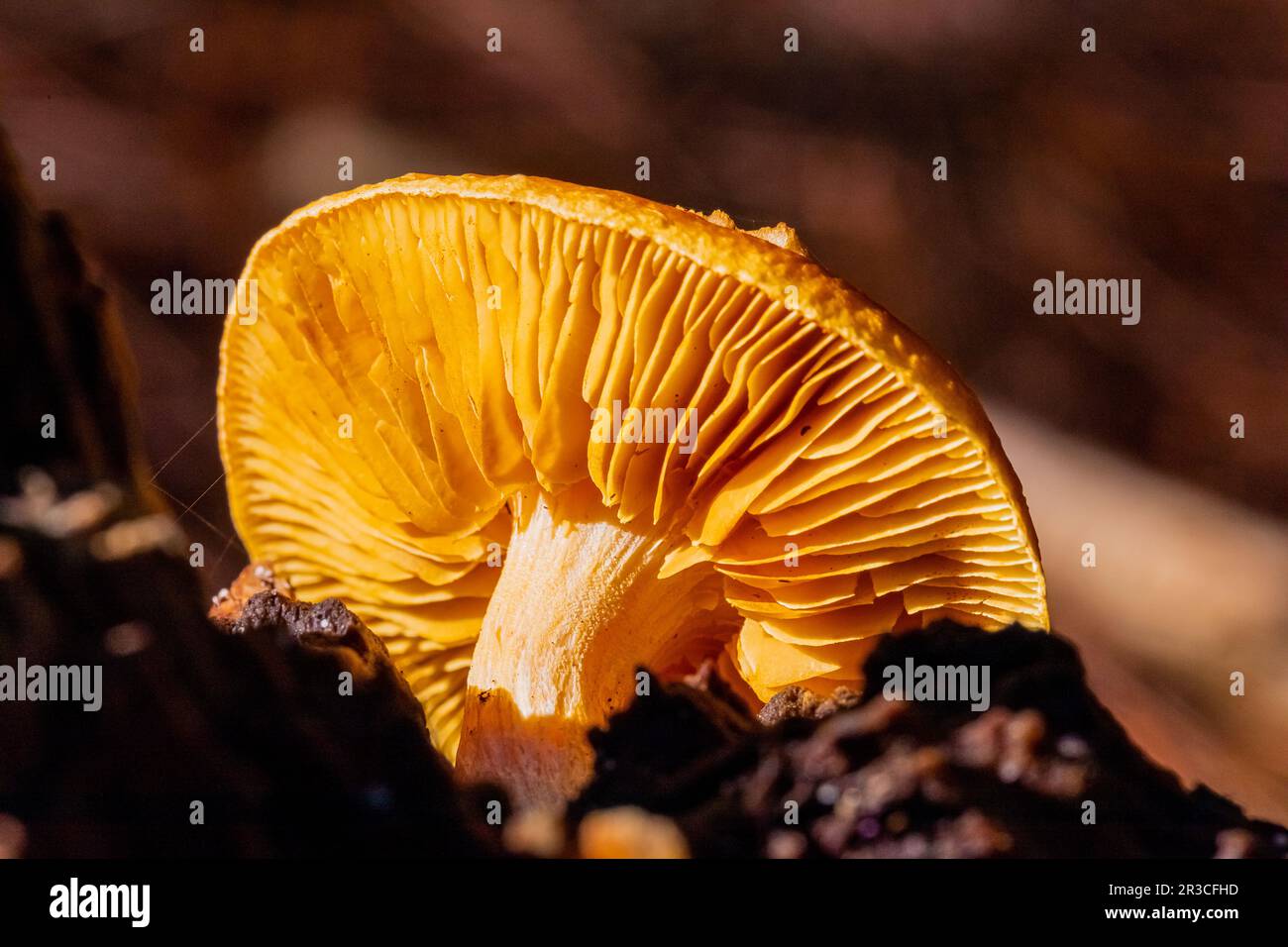 Gros plan de champignons dans une plantation de forêt de pins dans la forêt de Tokai Cape Town Banque D'Images