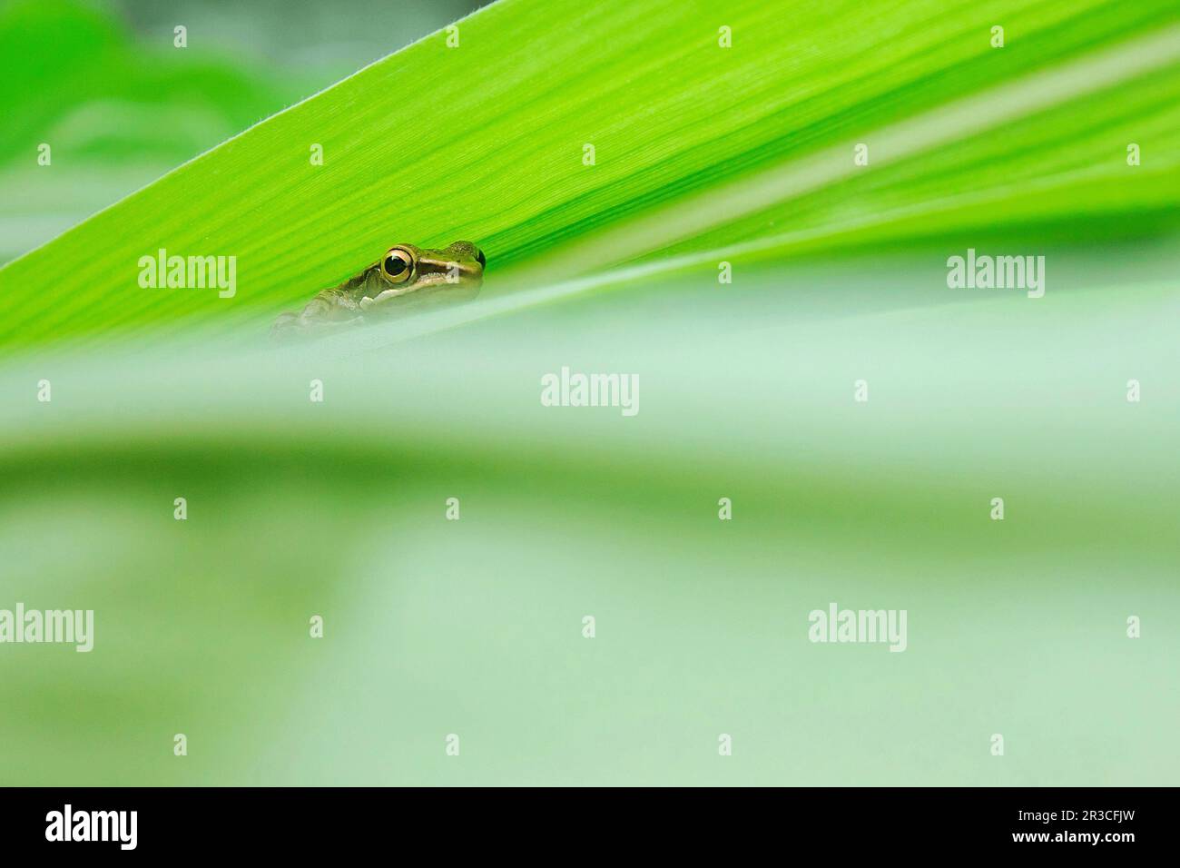 Petite grenouille se cachant dans les feuilles Banque D'Images