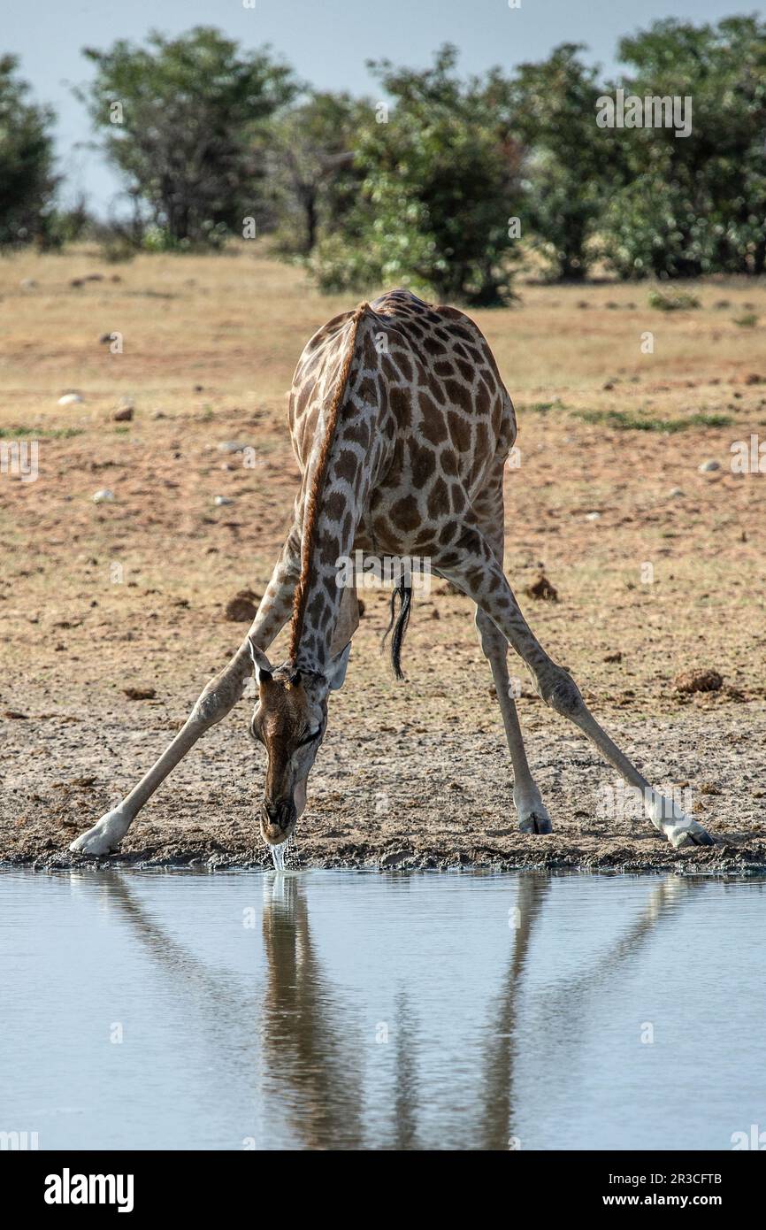Une girafe avec des jambes à l'avant pour boire dans un trou d'eau. Banque D'Images