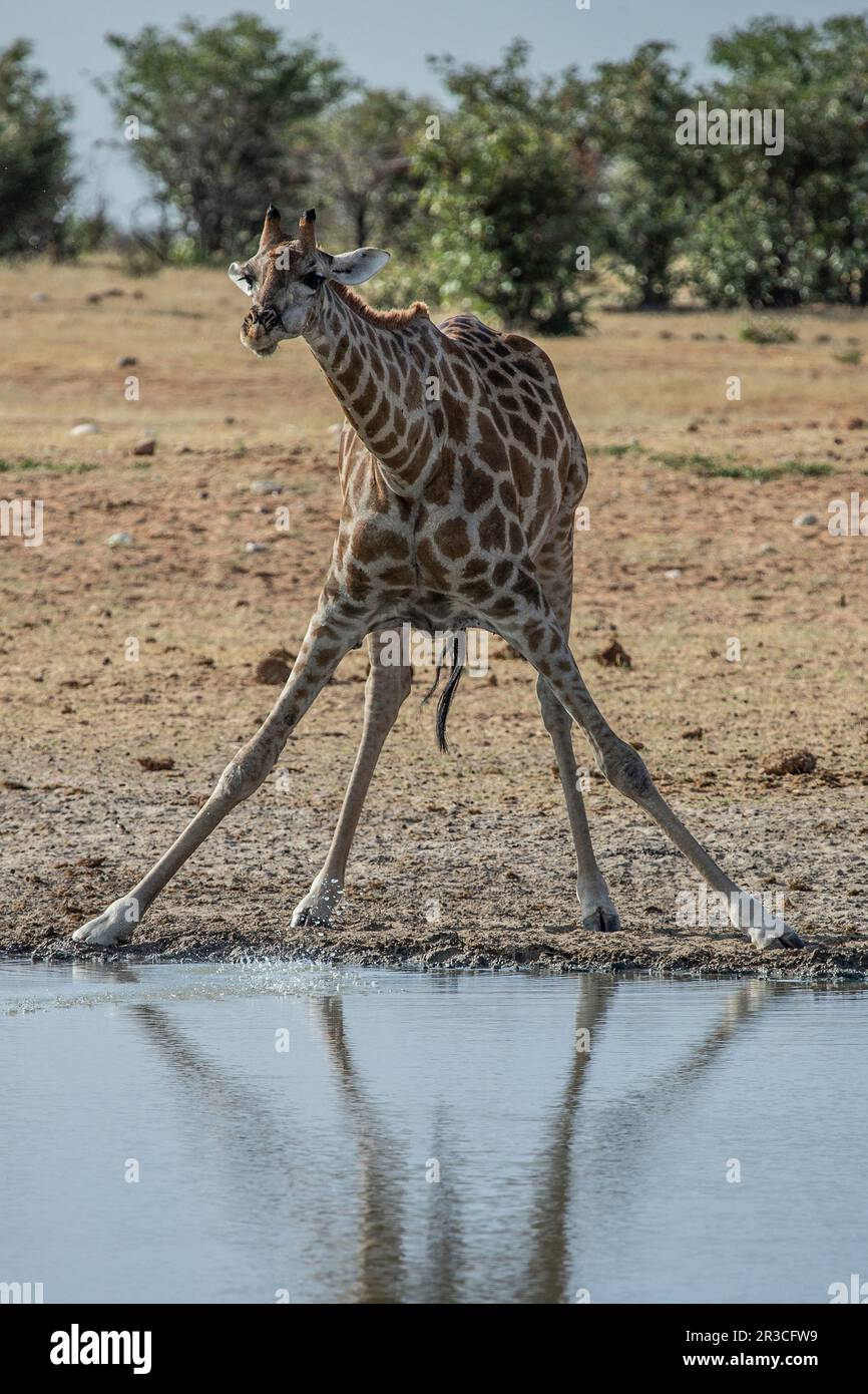 Une girafe avec des jambes à l'avant pour boire dans un trou d'eau. Banque D'Images