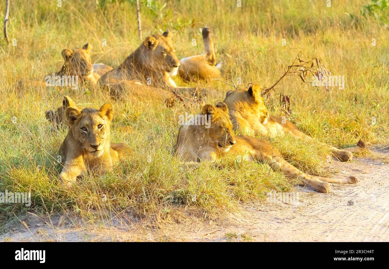 Une fierté de Lions africains se détendre dans l'herbe dans une réserve de chasse de la faune d'Afrique du Sud, femme lionne et lionceaux Banque D'Images