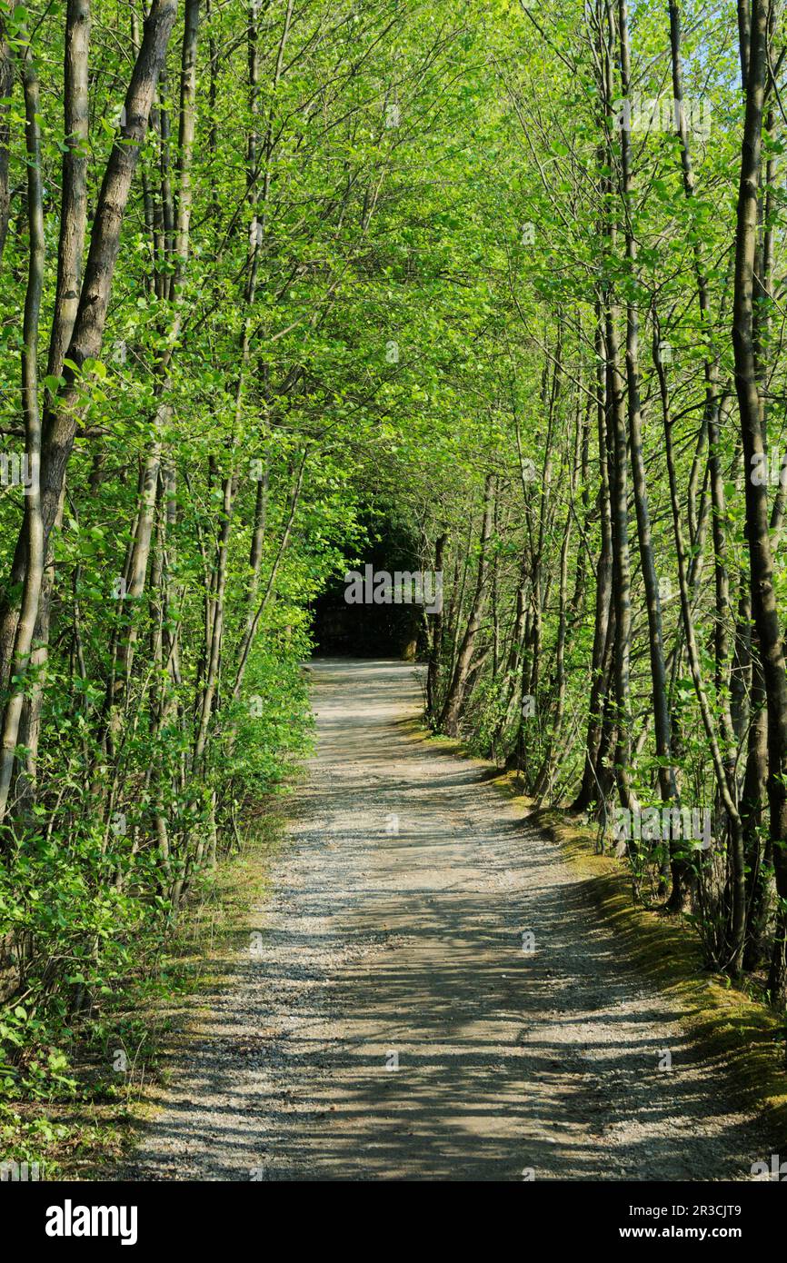chemin à travers les arbres Banque D'Images