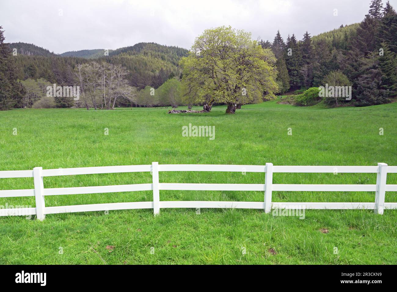 Une clôture de chemin de fer de whie met en place un énorme chêne dans un pâturage dans les montagnes de la chaîne côtière de l'ouest de l'Oregon, près de la ville de Lincoln City. Banque D'Images