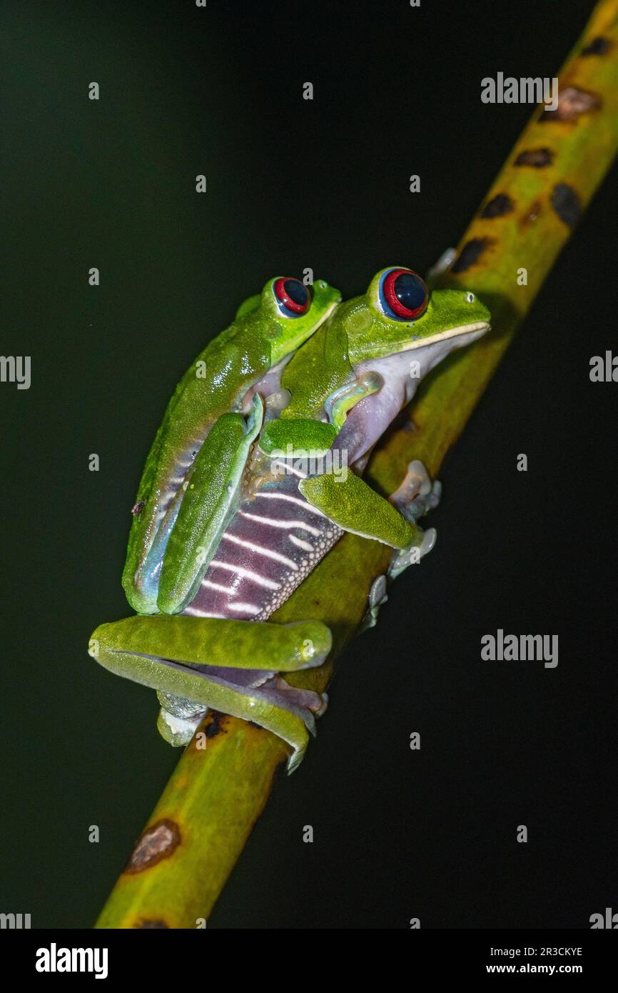 L'accouplement des grenouilles d'arbres à yeux rouges (Agalychnis callidryas). Photo du parc national de Piedras Blancas, péninsule d'Osa, Costa Rica. Banque D'Images