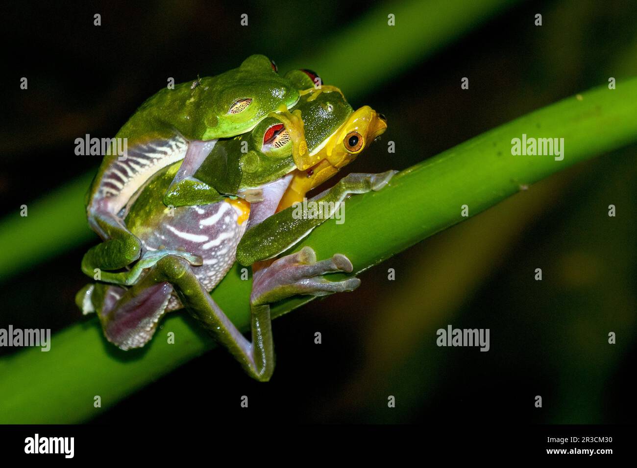 Les grenouilles d'arbre à yeux rouges (Agalychnis callidryas) se sont accouplées pendant qu'une grenouille d'arbre de sablier (Dendropophus ebraccatus) s'est imbriquée. Photo (de Piedras Blancas National Banque D'Images