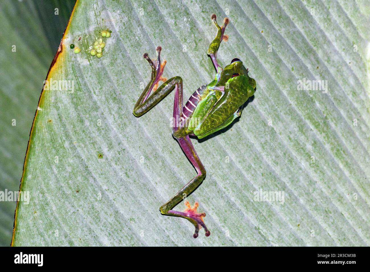 L'accouplement des grenouilles d'arbres à yeux rouges (Agalychnis callidryas). Photo du parc national de Piedras Blancas, péninsule d'Osa, Costa Rica. Banque D'Images