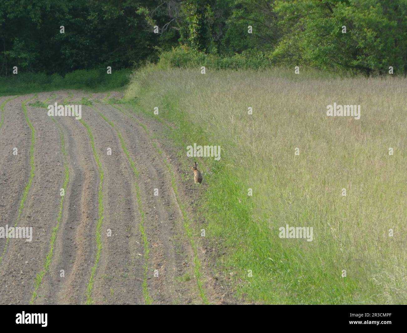 Paysage rural avec lièvre brun assis au printemps Banque D'Images