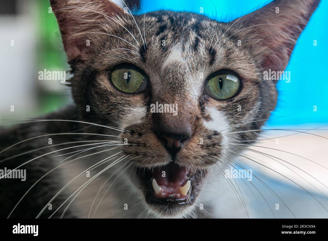 Le visage d'un chat en gros plan avec un arrière-plan flou Banque D'Images