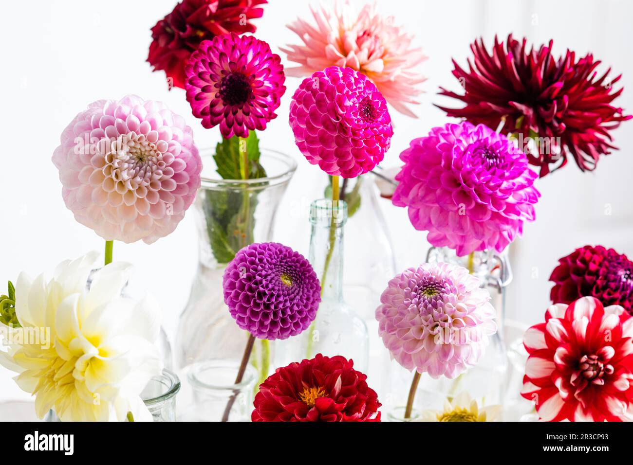 Les fleurs de dahlia délicates et colorées pendant la floraison Banque D'Images