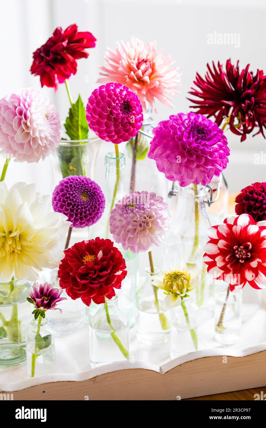 Les magnifiques fleurs de dahlia pour tous les styles Banque D'Images