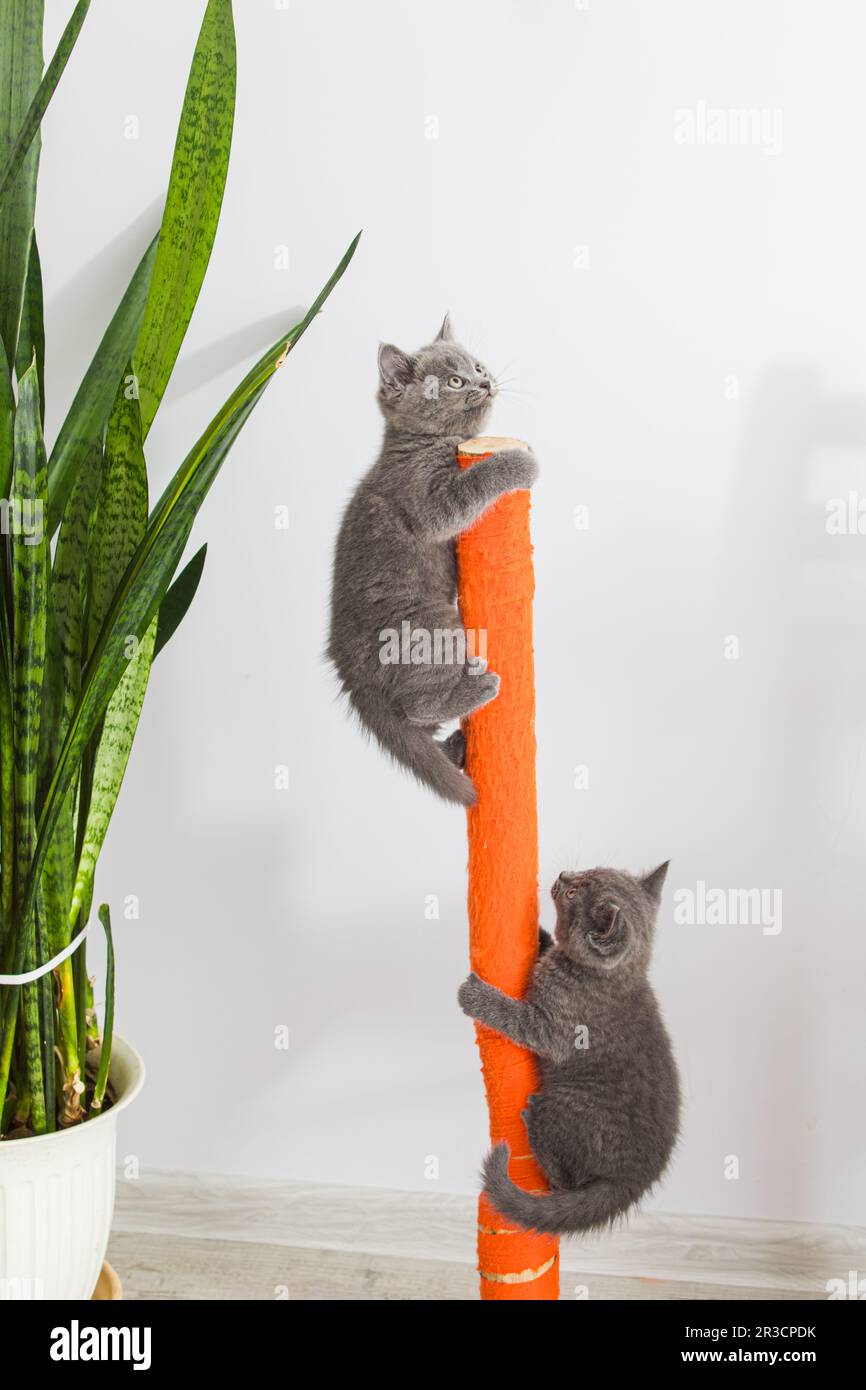 Les chatons aiguisent leurs griffes à l'aide du jeûne Banque D'Images