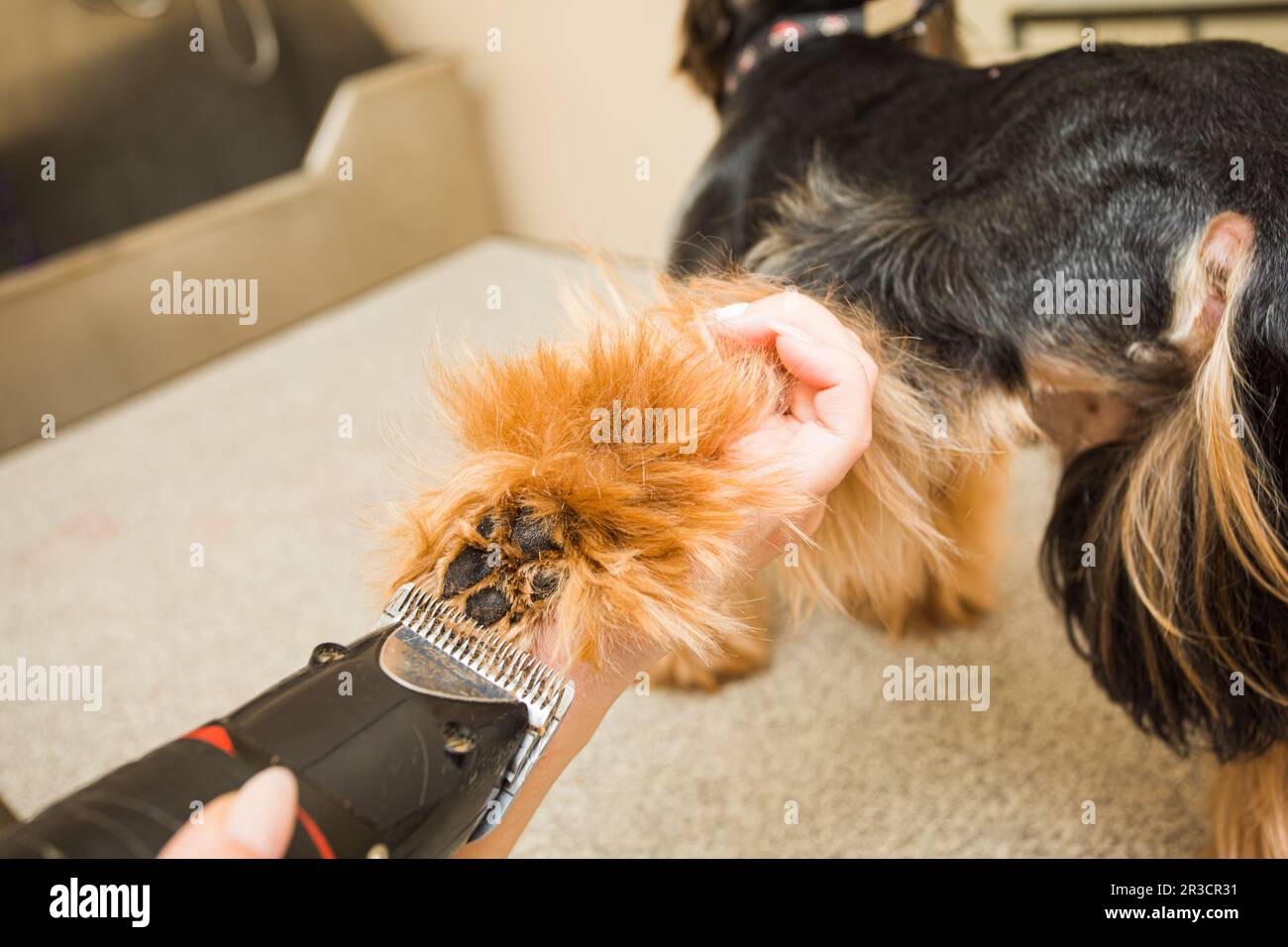 Prendre soin de toutes les parties du corps du chien Banque D'Images