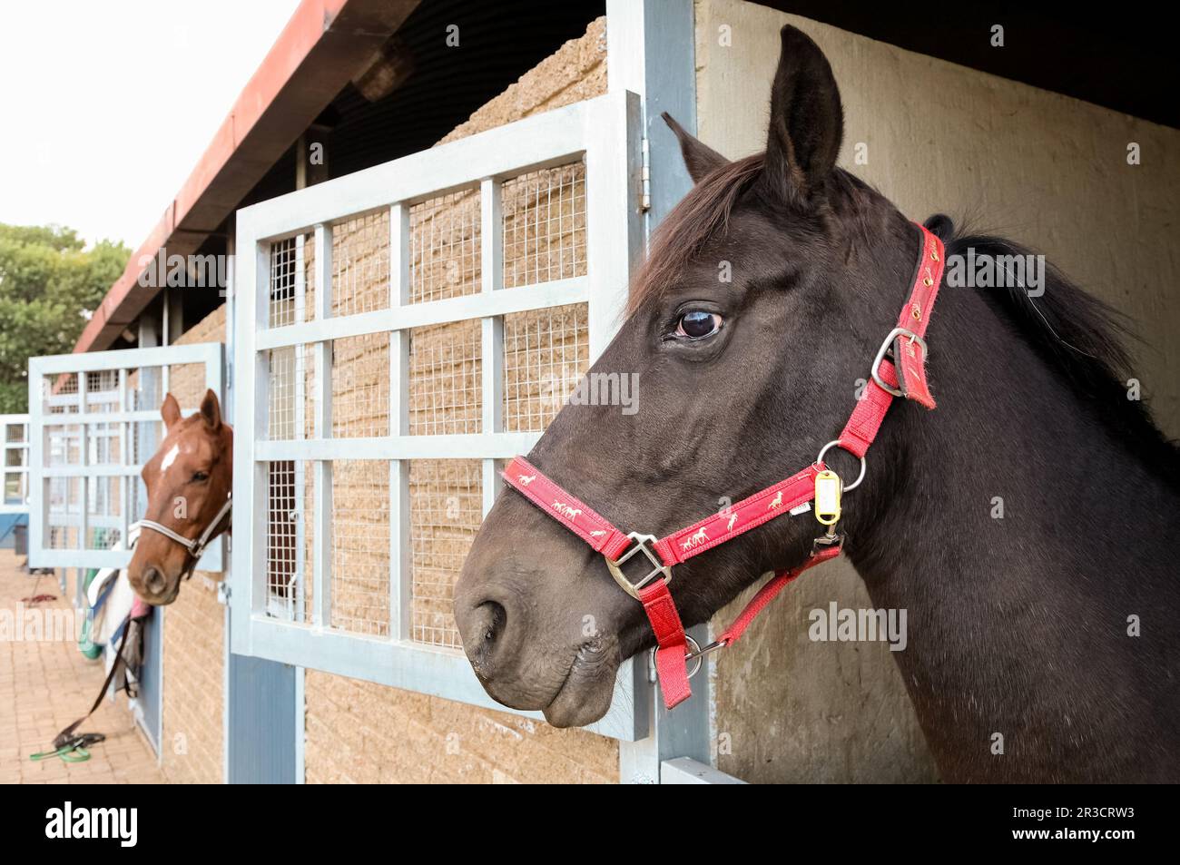 Des chevaux brassant hors des portes stables Banque D'Images