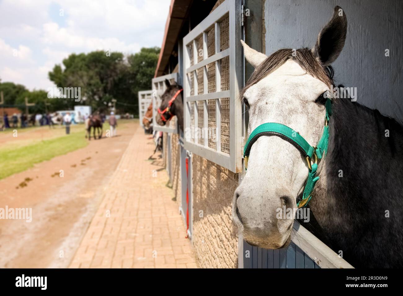 Des chevaux brassant hors des portes stables Banque D'Images