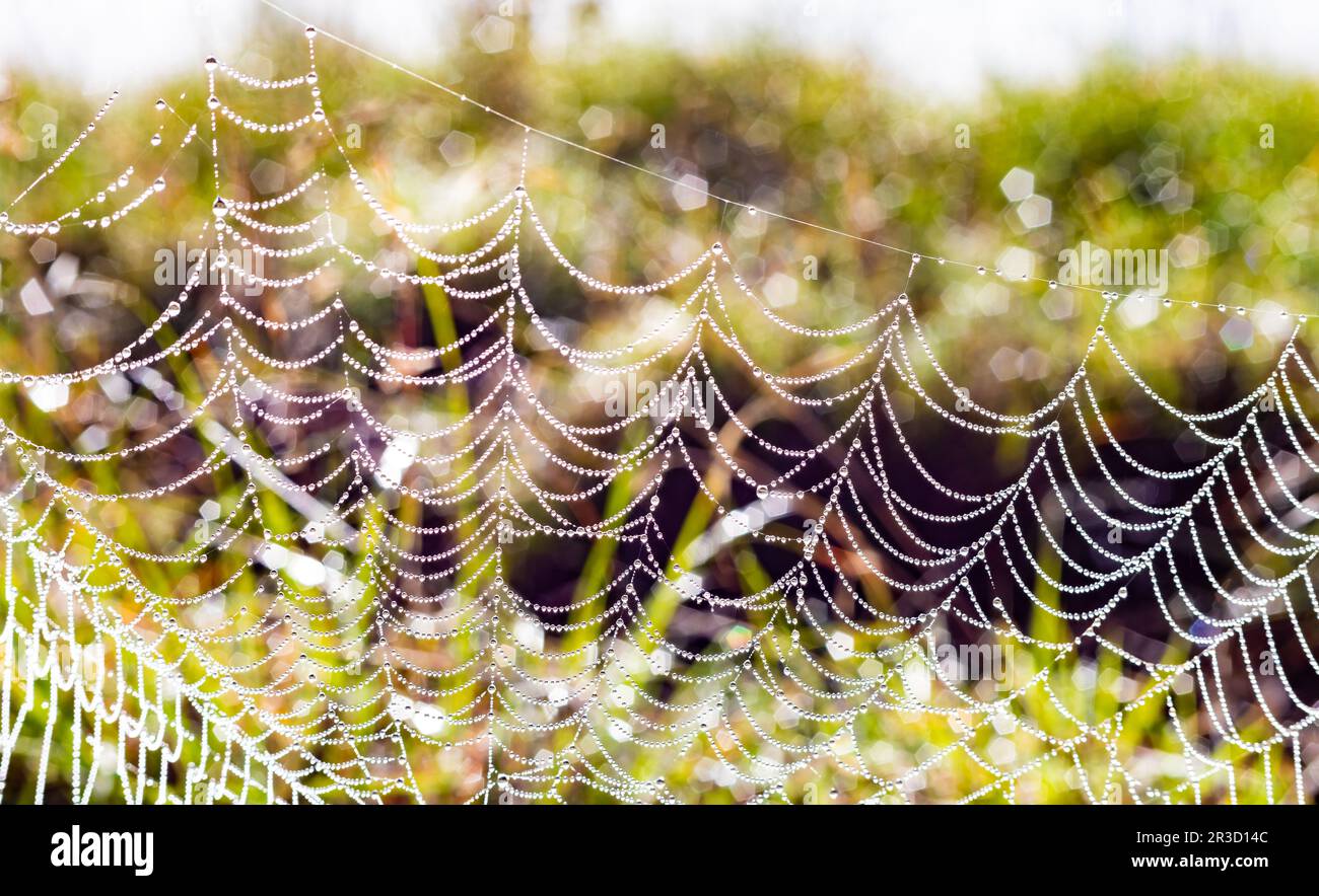 Des gouttelettes d'eau de rosée du matin s'accrochent à une toile d'araignées dans les zones rurales de l'Afrique du Sud Banque D'Images