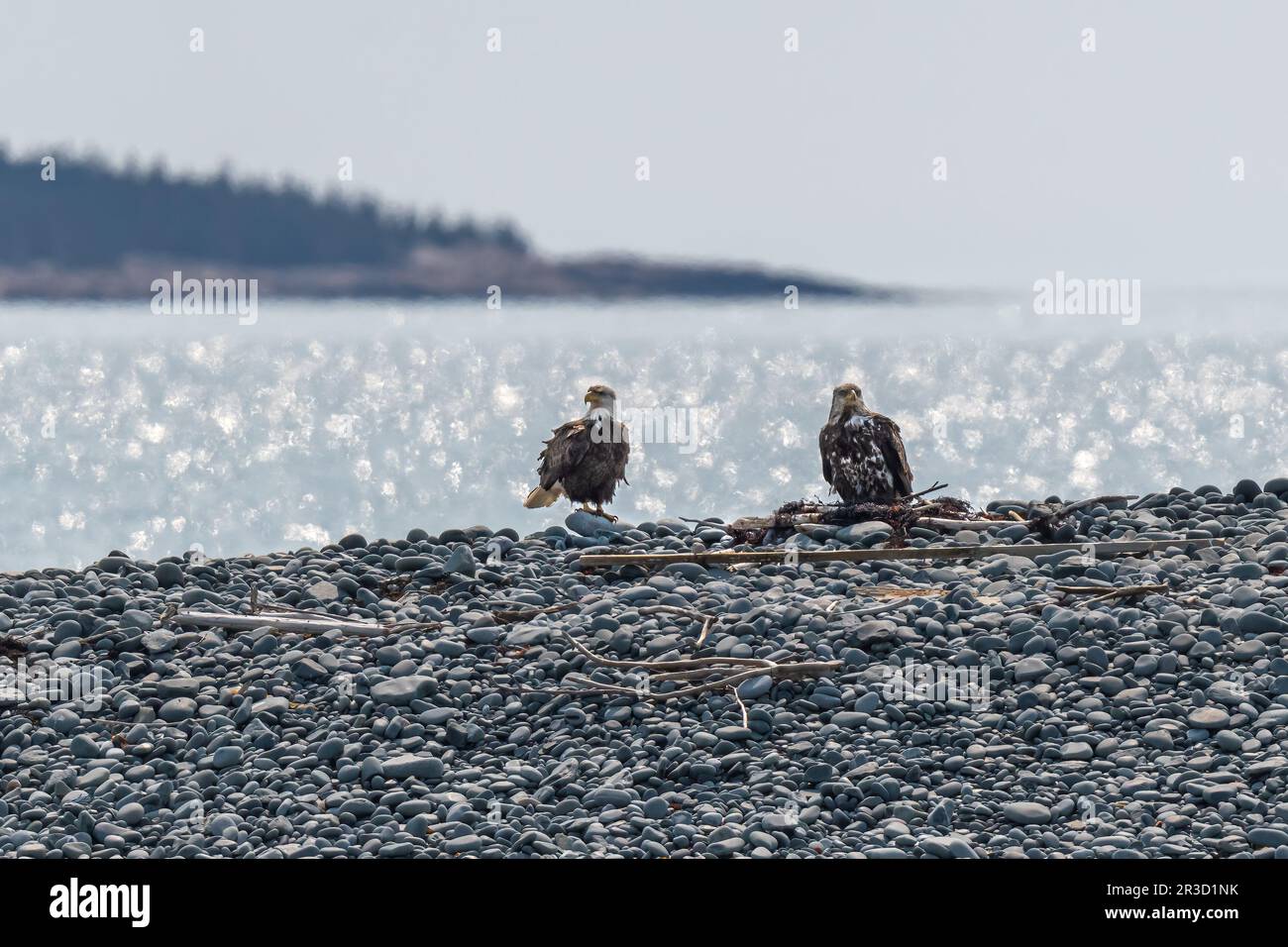 Un pygargue à tête blanche mature et immature (Haliaeetus leucocephalus) se tenant sur une plage rocheuse, la lumière se reflétant sur l'eau qui se trouve derrière eux sur une île Banque D'Images
