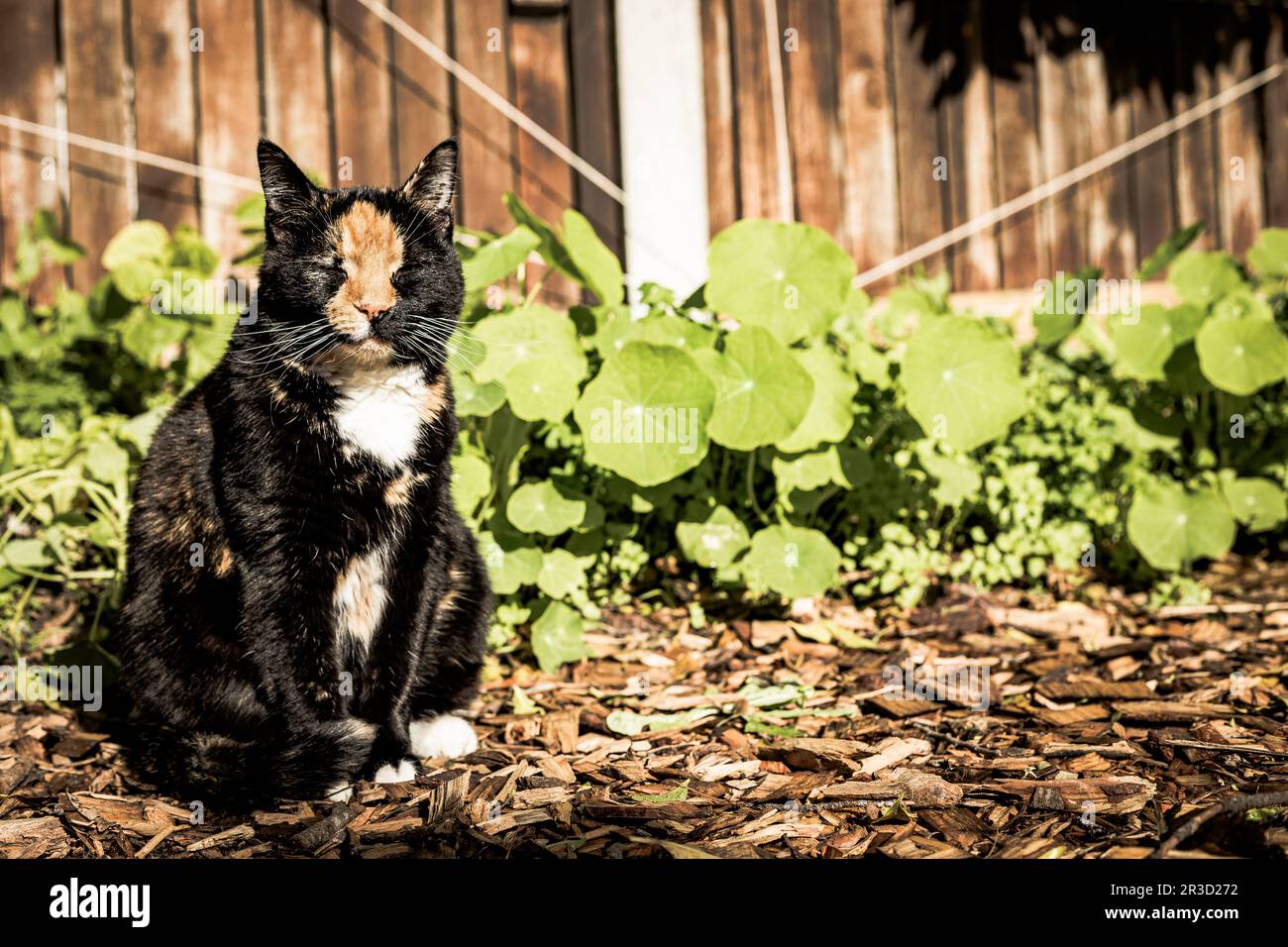 Chat noir et gingembre Tortoiseshell assis dans le jardin Banque D'Images
