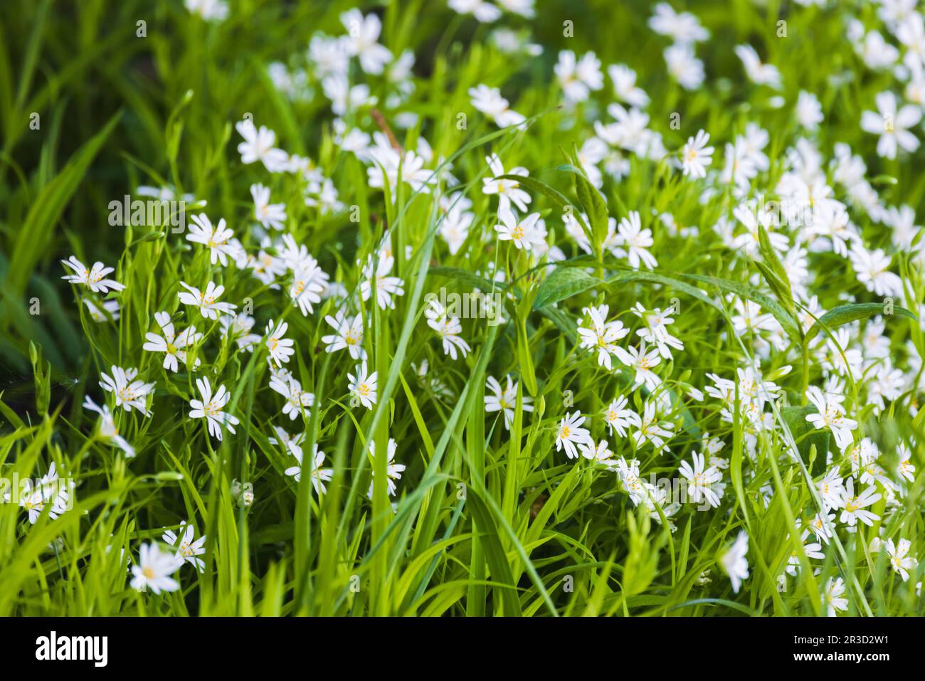 Fleurs blanches sauvages le jour de l'été, photo en gros plan de la grande millepertuis ou Stellaria holostea Banque D'Images