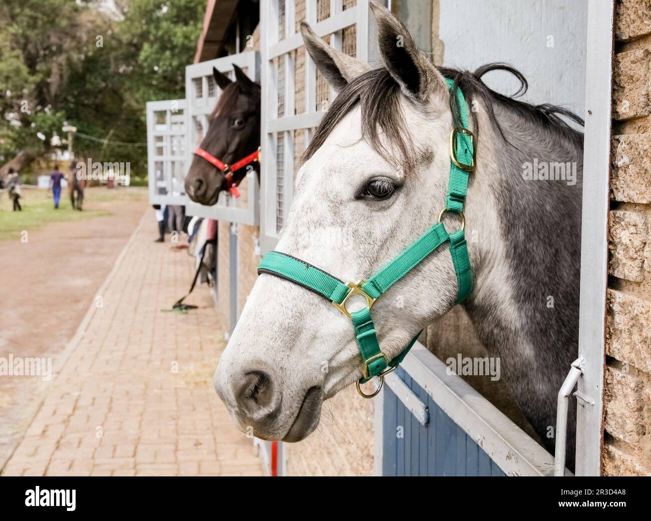 Des chevaux brassant hors des portes stables Banque D'Images