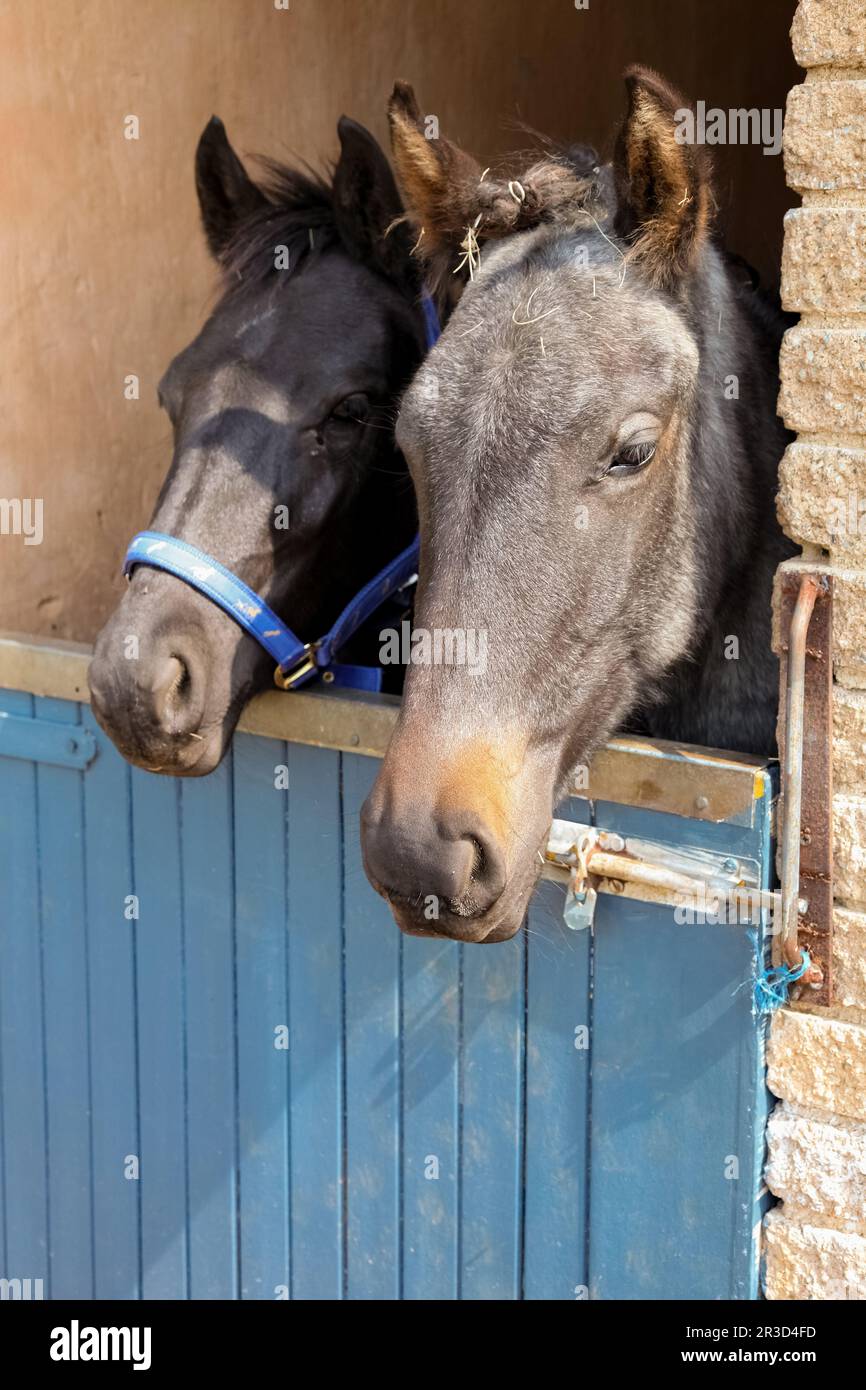 Des chevaux brassant hors des portes stables Banque D'Images