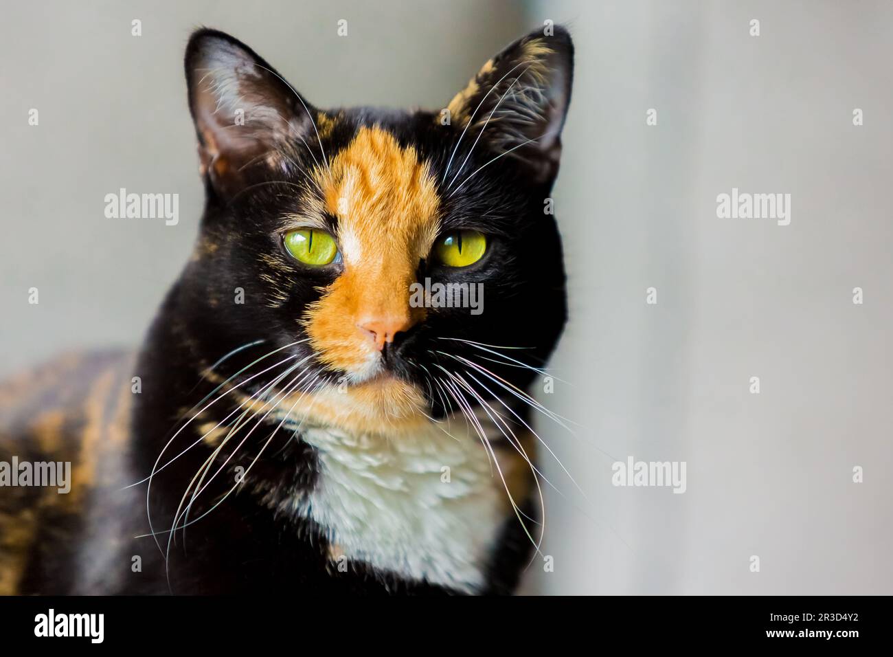 Belle écaille calico tabby cat sitting on a couch Banque D'Images