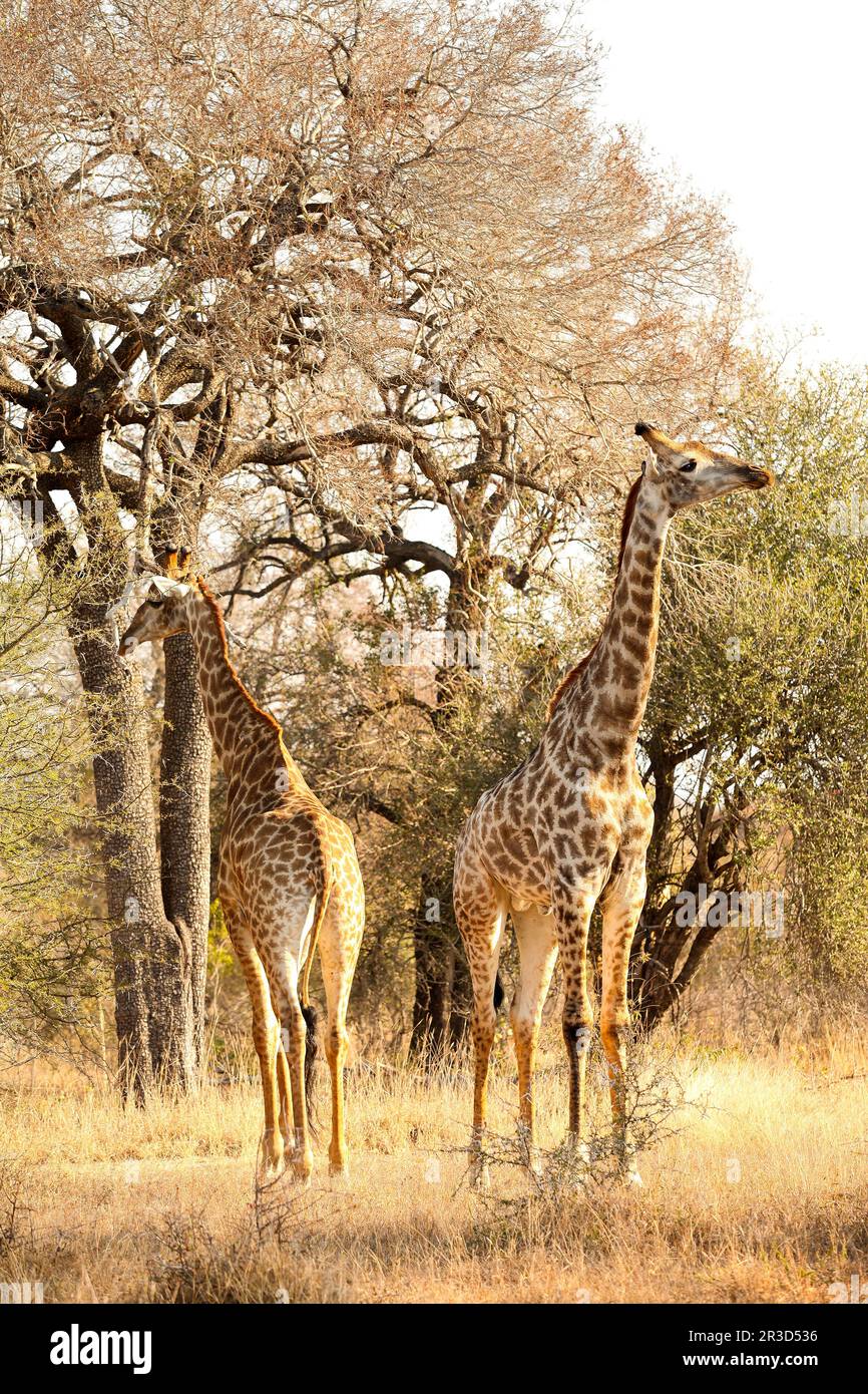 Girafe africaine dans une réserve naturelle sud-africaine Banque D'Images
