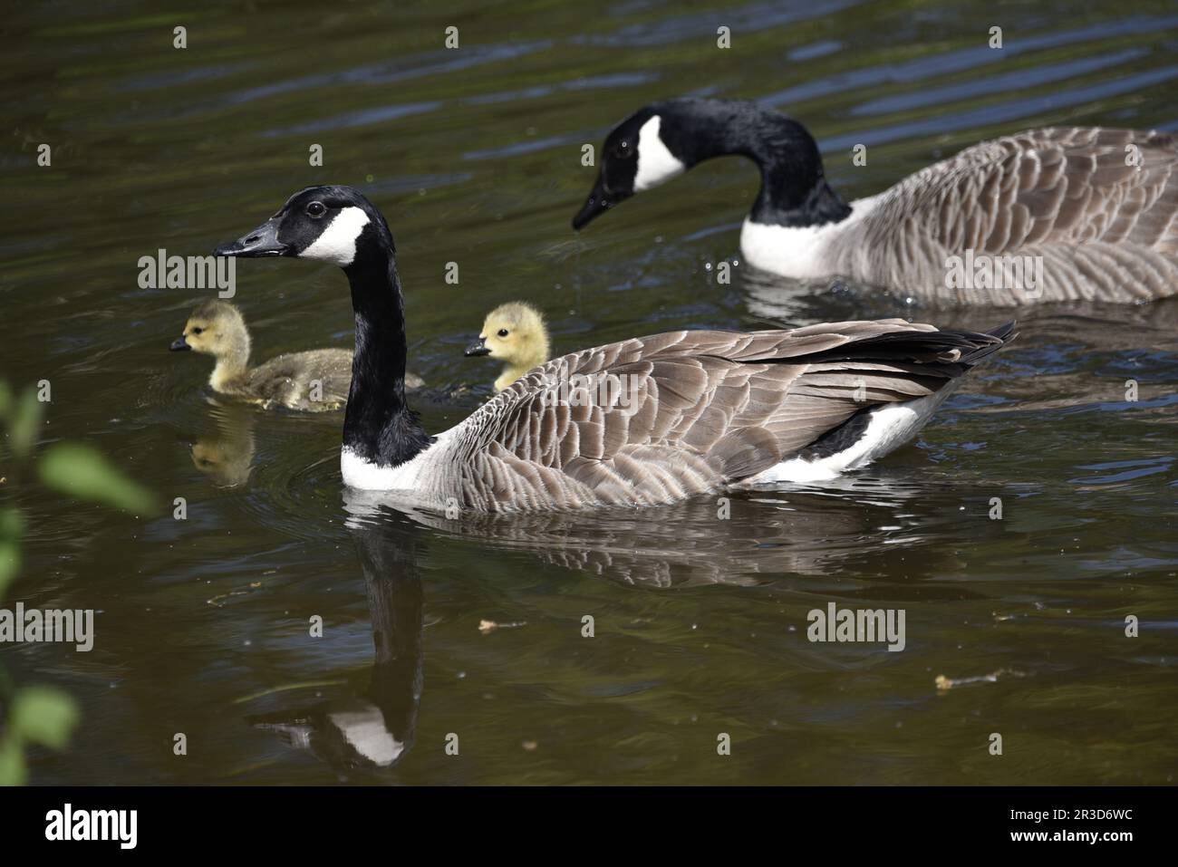 Gros plan paire de Bernaches du Canada avec deux oisons (Branta canadensis) naquant de droite à gauche sur un lac ondulé lors d'une journée ensoleillée à Staffordshire, au Royaume-Uni Banque D'Images