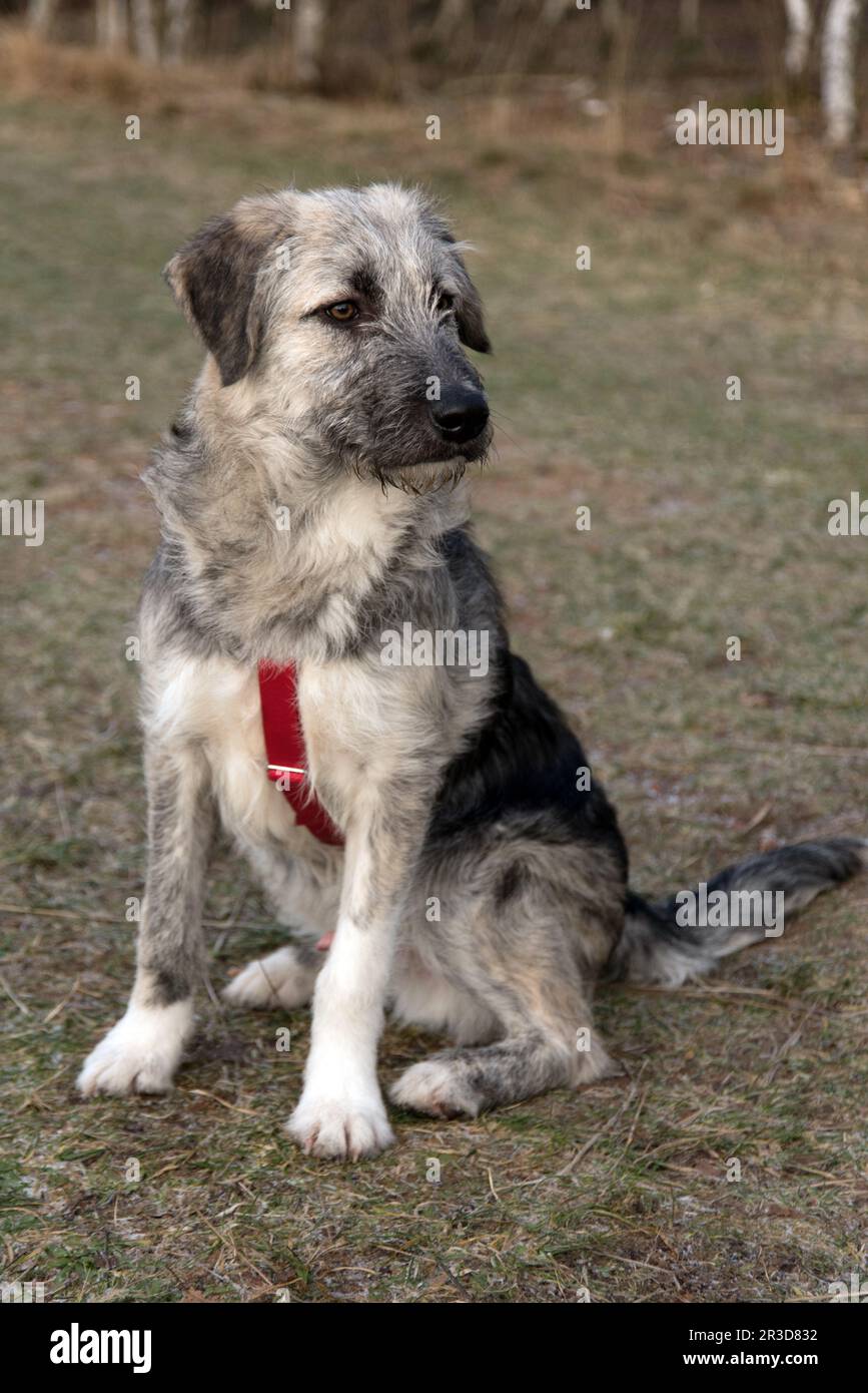 Jeune chien mongrel roumain - Ciobanesc Romanesc Carpatat Mongrel Banque D'Images