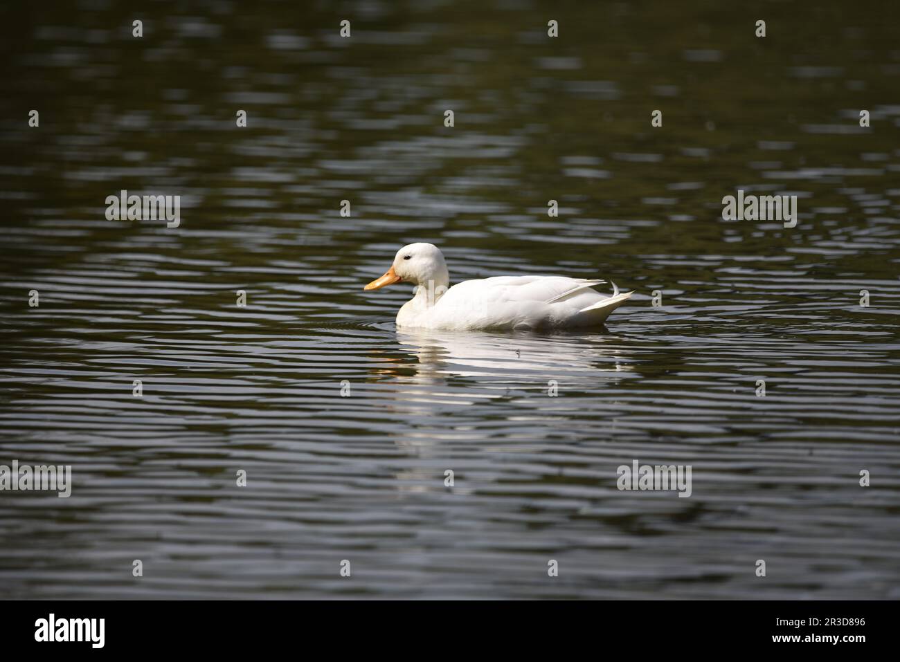 Canard de Pékin blanc domestique naquant de droite à gauche de l'image, reflétée dans l'eau ondulée, lors d'une journée ensoleillée à Staffordshire, Royaume-Uni en mai Banque D'Images