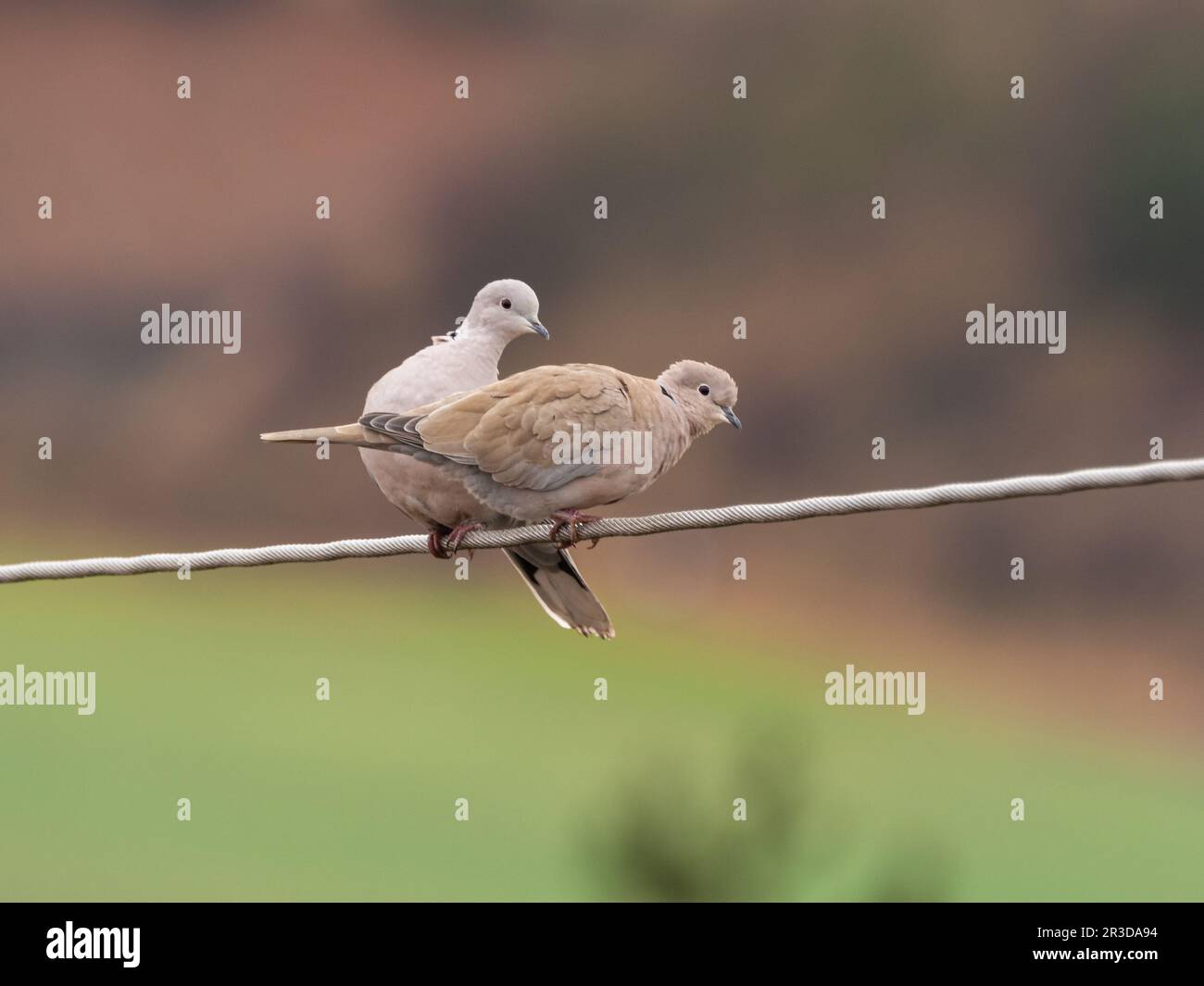 Des pigeons turcs se coupent sur une ligne électrique Banque D'Images